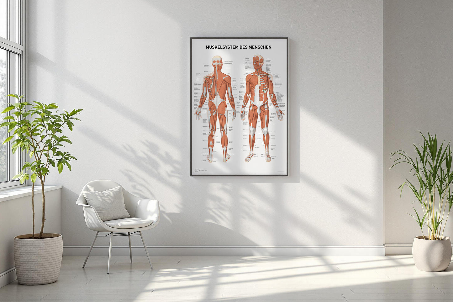 Anatomie Poster Muskelsystem des Menschen 70 x 100 cm