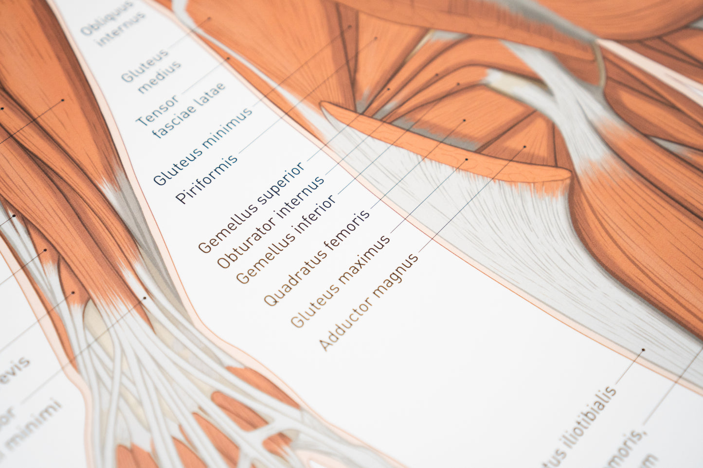 Anatomie Poster Muskelsystem des Menschen 70 x 100 cm