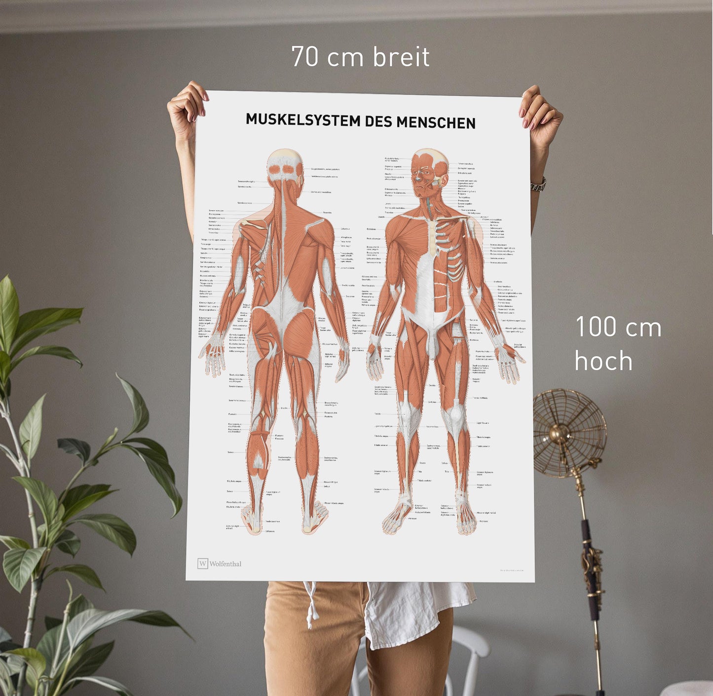 Anatomie Poster Muskelsystem des Menschen 70 x 100 cm